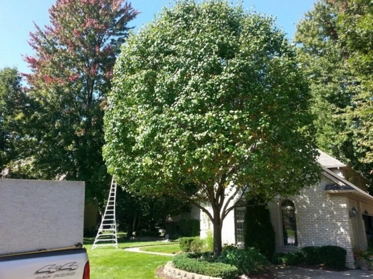Tree trimming Woodstock GA